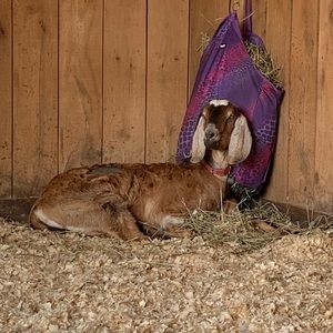 Meet your Posher, Nancy